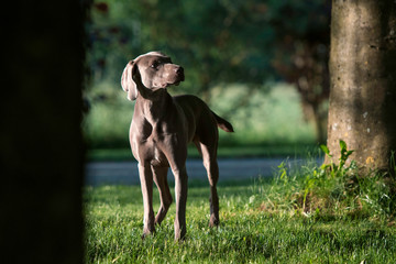 Cute weimaraner dog standing in the green summer park. Portrait.