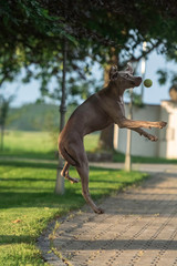 Active weimaraner grey dog playing with a tennis ball catching it in the air. Happy dog concept.