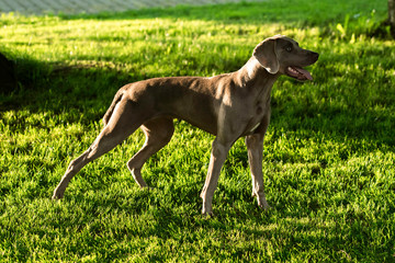 Weimaraner breed grey huntig dog standing in the green summer park in the evening. 