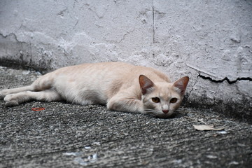 Cat a Rook 1