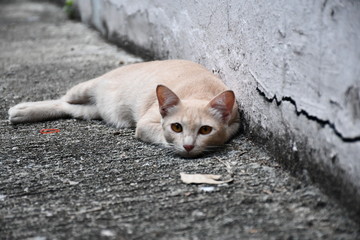 cat a rook