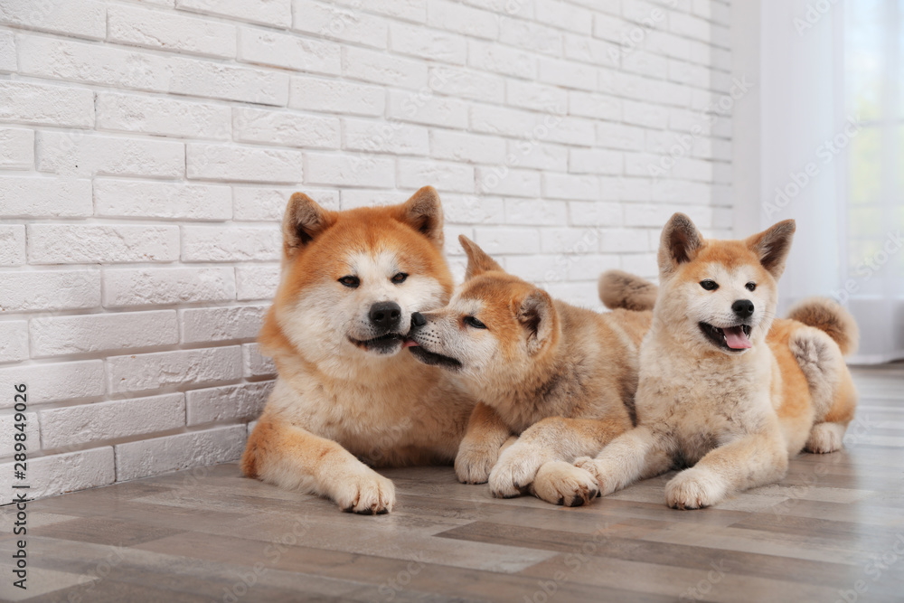 Wall mural adorable akita inu dog and puppies on floor indoors