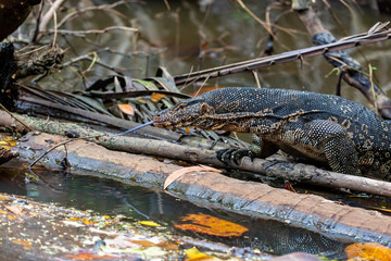 Head detail of a large Malayan Water Monitor