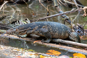 Large Malayan Water Monitor or Rice Lizard