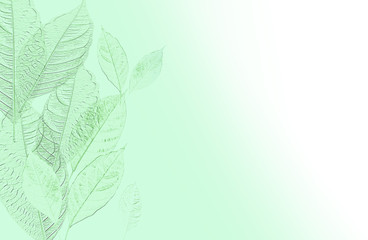 Natural leaves patten background on pastel light green color gradient to white space for copy space