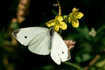Detailed close up of a white Pieris rapae (small cabbage white) butterfly on some yellow flowers