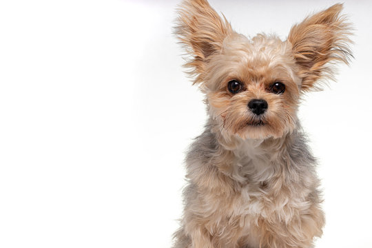 lunken Statistikker sfære Beaver Yorkshire Terrier" bilder – Bla gjennom 181 arkivbilder, vektorer og  videoer | Adobe Stock