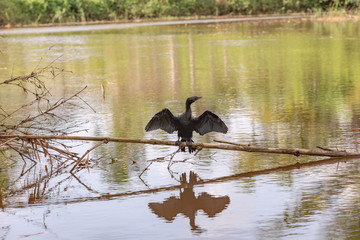 Cormorant perched over water drying its wings