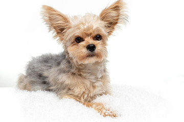 Portrait of a Yorkshire Terrier beaver lying on the snow.