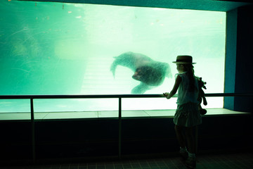 動物園でアザラシを見る女の子