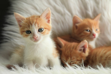 Cute little kittens on white furry blanket at home