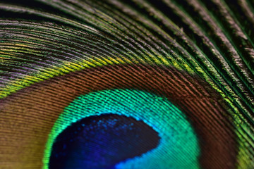 Naklejka premium Half peacock feather with a unique texture similar to a knitted fabric