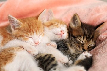 Cute sleeping little kittens on pink blanket