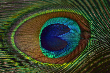 Obraz premium Macro texture of a multi-colored peacock feather with a unique pattern on the surface
