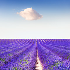 Lavender fields and the blue sky with white cloud in Provence, France. Beautiful summer landscape. Creative nature background