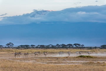 Fototapeta na wymiar A herd of zebras is moving in front of the Kilimanjaro