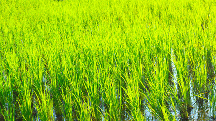 The rice fields are being replenished for a few months.   