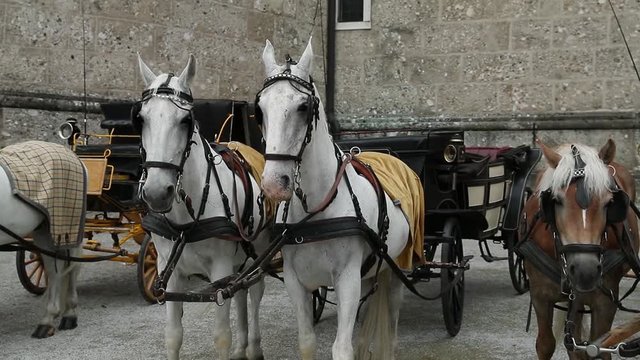White and brown horses on the center square of Salzburg in Austria