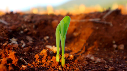 Corn seedlings with sunlight Thailand