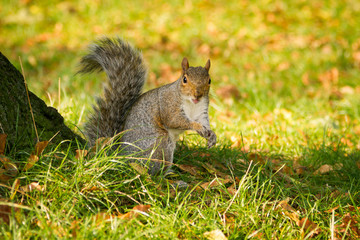 Cute grey squirrel in the park