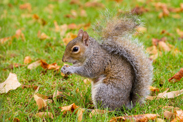 Naklejka na ściany i meble Cute grey squirrel in the park