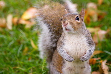 Cute grey squirrel in the park