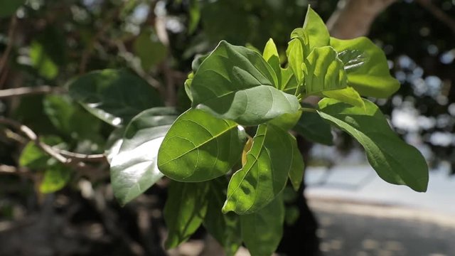 Wind move branch of green tree with big leafs which grows on the Philippines beach