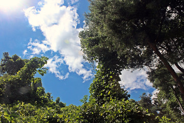 Obraz premium 칡덩굴