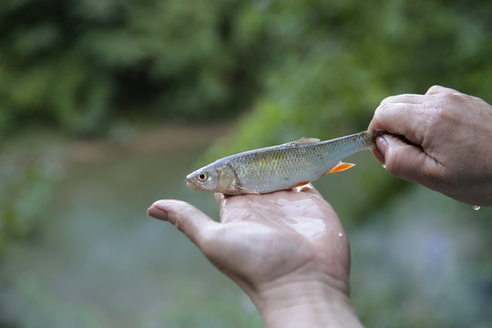 Small fish chub or bait in a woman's hand in soft blur green background. Save the nature.