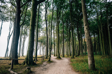 Gespensterwald in Rostock Nienhagen