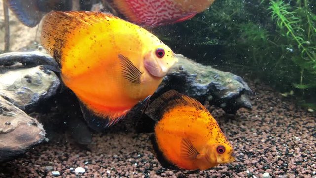 Diskusfische oder Diskusbuntbarsche im Aquarium, Amazonasfische, Cichlidae