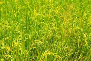 Plantation of yellow paddy rice farmland