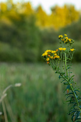 Obraz premium yellow flowers in field