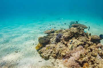 Naklejka na ściany i meble 加計呂麻島の珊瑚礁と熱帯魚