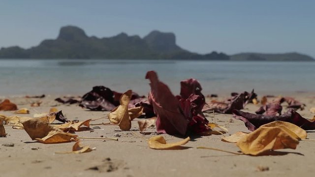 Wind push orange and red leafs on the sand of the Philippines beach near the sea, filmed in slow motion