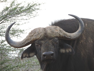 Naklejka premium buffalo in the field