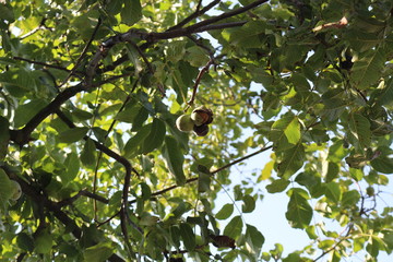 Walnuts ripened on a tree in the fall. They hang on branches in green peel.