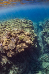 Fototapeta na wymiar 加計呂麻島のサンゴ礁
