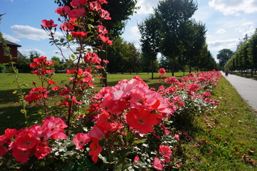 Pink rosehip flowers in the park