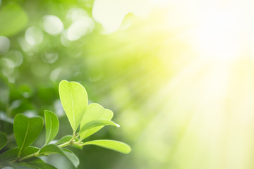 Close up of nature view green leaf on blurred greenery background under sunlight with bokeh and copy space using as background natural plants landscape, ecology wallpaper concept.