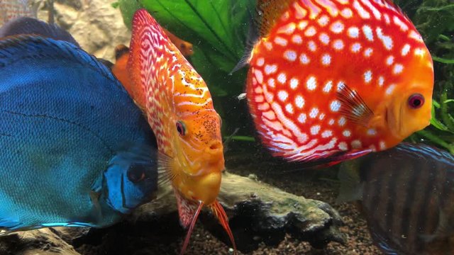 Diskusfische oder Diskusbuntbarsche im Aquarium, Amazonasfische, Cichlidae