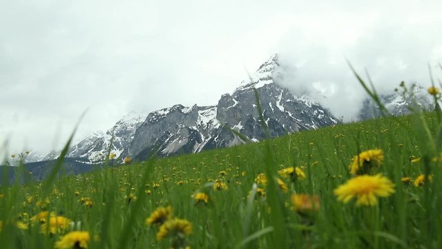 Green Alps fields with flowers and mountains of Austrian Lermoos. Filmed in slow motion in May.