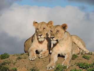 Tow Lioness