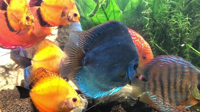Diskusfische oder Diskusbuntbarsche im Aquarium, Amazonasfische, Cichlidae