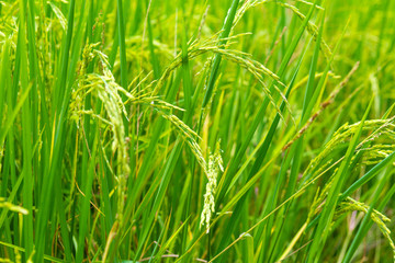 Paddy rice plantation field ready for harvest