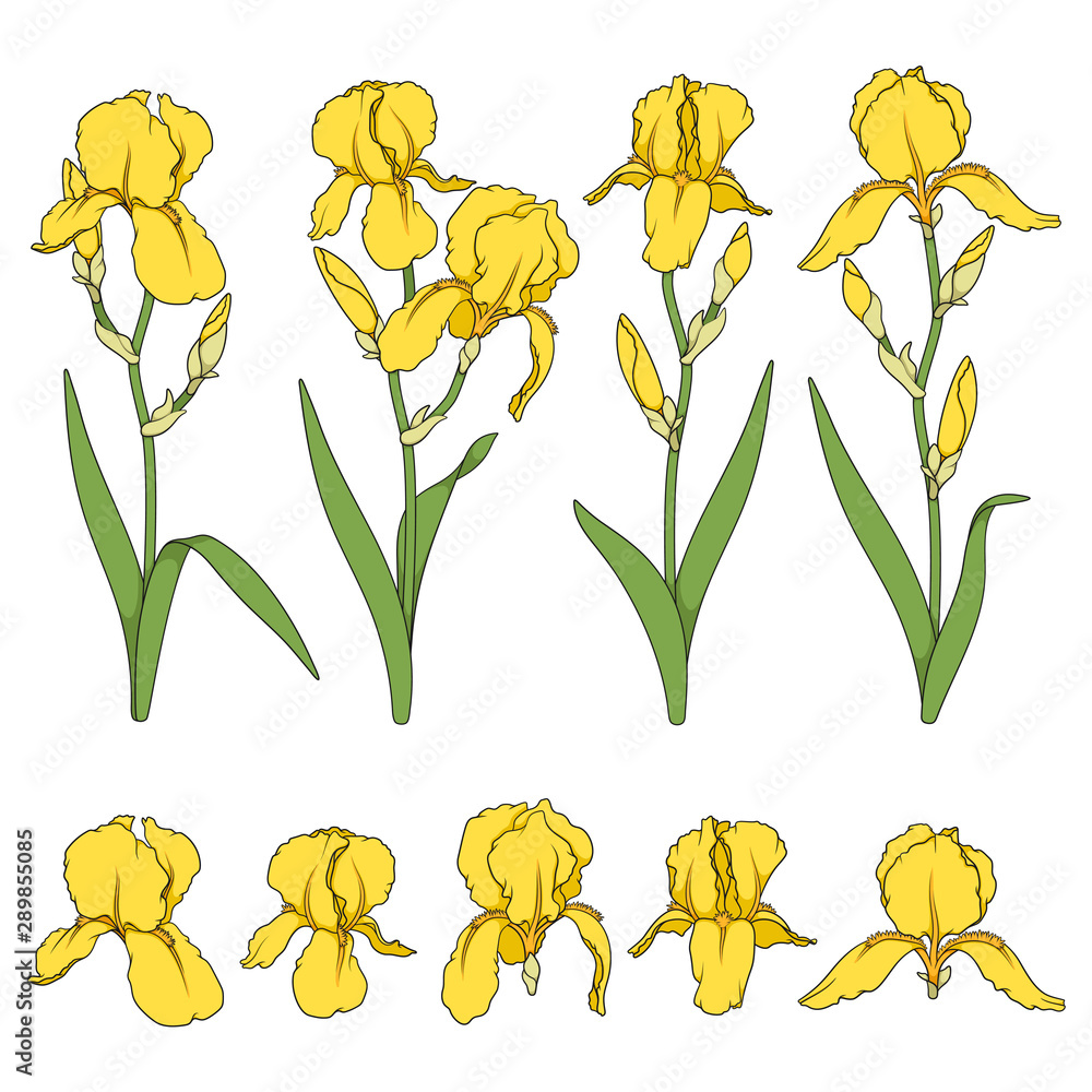 Aufkleber set of color illustrations with yellow iris flowers. isolated vector objects on white background.