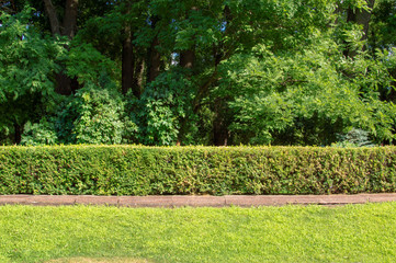 Garden area / beautiful garden area with green hedge and trees