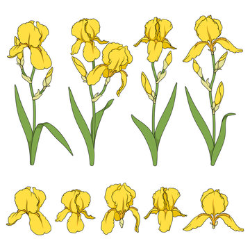 Set of color illustrations with yellow iris flowers. Isolated vector objects on white background.
