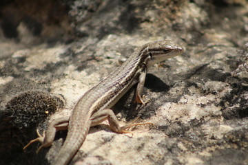 lizard on rock
