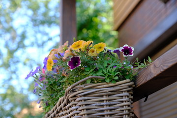  Flowers in a basket on the wall